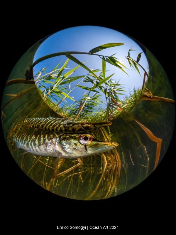 Juvenile Pike